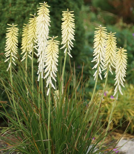 Kniphofia 'Little Maid'